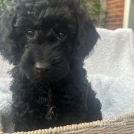 Cockapoo - Both