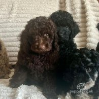 Cockapoo - Both