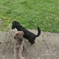 Cockapoo - Both