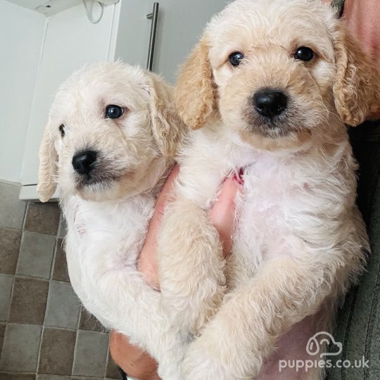 Cockapoo - Both