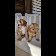 Cockapoo - Both