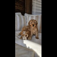 Cockapoo - Both