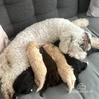 Cockapoo - Both