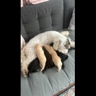 Cockapoo - Both