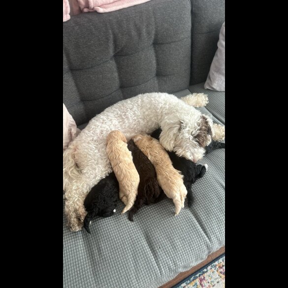 Cockapoo - Both