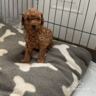 Cockapoo - Both