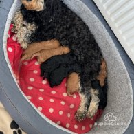 Cockapoo - Both