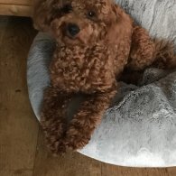 Cockapoo - Both