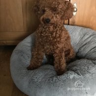 Cockapoo - Both