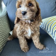 Cockapoo - Both