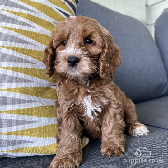 Cockapoo - Both