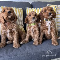 Cockapoo - Both