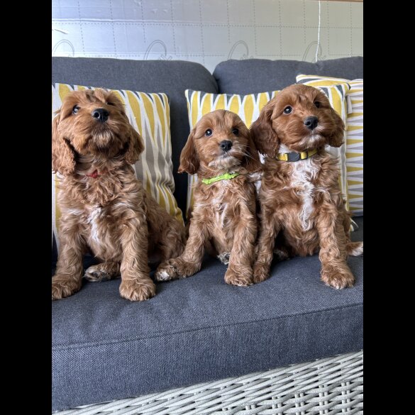 Cockapoo - Both