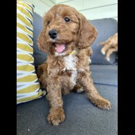 Cockapoo - Both