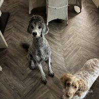 Cockapoo - Both