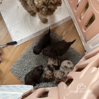 Cockapoo - Both