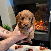 Cockapoo - Both