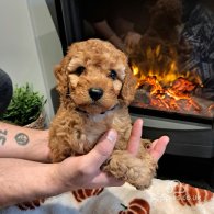 Cockapoo - Both