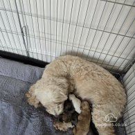 Cockapoo - Both