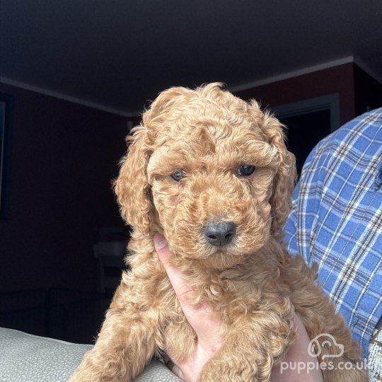 Cockapoo - Both