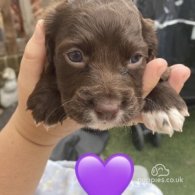 Cocker Spaniel (Working & Show) - Both