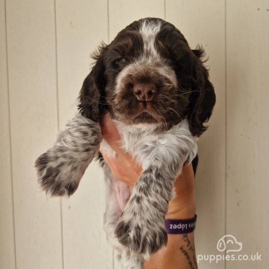 Cocker Spaniel (Working & Show) - Dogs