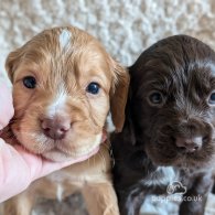 Cocker Spaniel (Working & Show) - Both