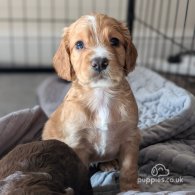 Cocker Spaniel (Working & Show) - Both