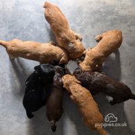 Cocker Spaniel (Working & Show) - Both