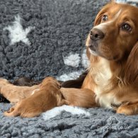 Cocker Spaniel (Working & Show) - Both