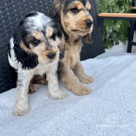 Cocker Spaniel (Working & Show) - Both