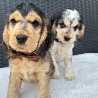 Cocker Spaniel (Working & Show) - Both