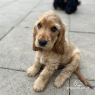 Cocker Spaniel (Working & Show) - Dogs