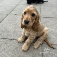 Cocker Spaniel (Working & Show) - Dogs