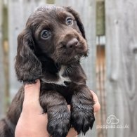 Cocker Spaniel (Working & Show) - Both