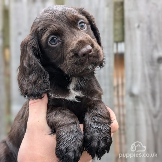 Cocker Spaniel (Working & Show) - Both