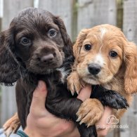 Cocker Spaniel (Working & Show) - Both