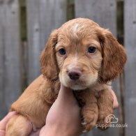 Cocker Spaniel (Working & Show) - Both