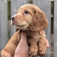 Cocker Spaniel (Working & Show) - Both