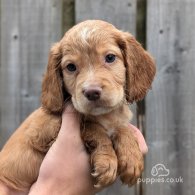 Cocker Spaniel (Working & Show) - Both