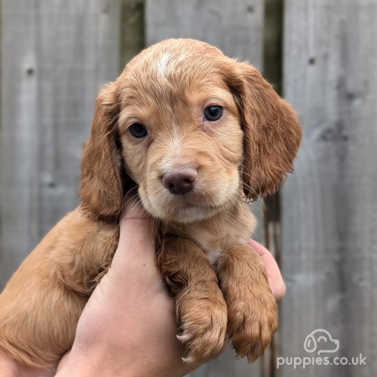 Cocker Spaniel (Working & Show) - Both