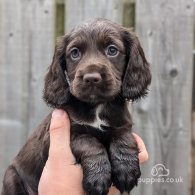 Cocker Spaniel (Working & Show) - Both