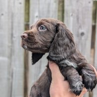 Cocker Spaniel (Working & Show) - Both