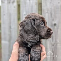 Cocker Spaniel (Working & Show) - Both