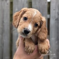 Cocker Spaniel (Working & Show) - Both