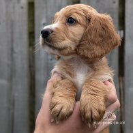 Cocker Spaniel (Working & Show) - Both