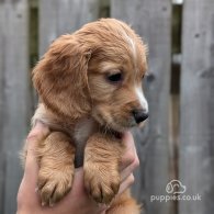 Cocker Spaniel (Working & Show) - Both