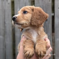 Cocker Spaniel (Working & Show) - Both