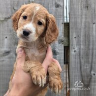 Cocker Spaniel (Working & Show) - Both