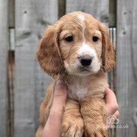 Cocker Spaniel (Working & Show) - Both